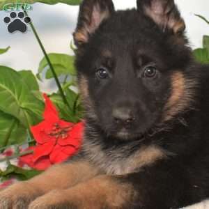 Shadow, German Shepherd Puppy
