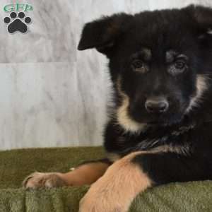 Shadow, German Shepherd Puppy
