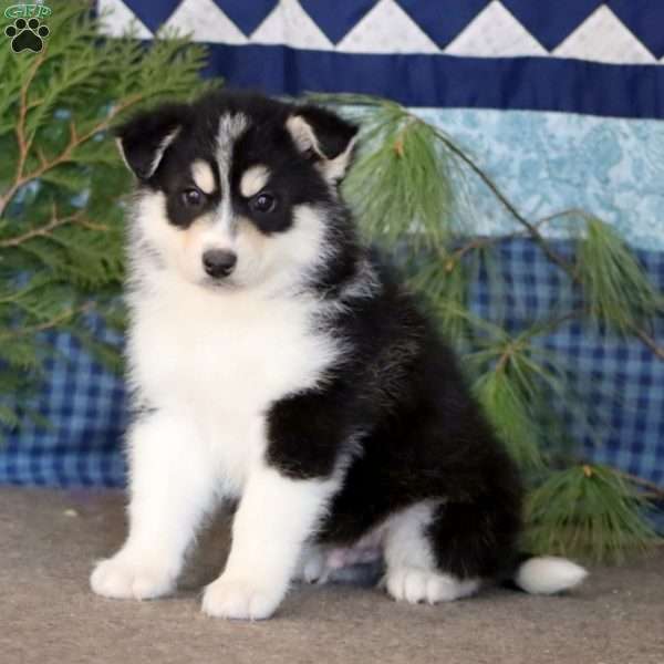 Shadow, Pomsky Puppy