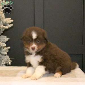Shaggy, Miniature Australian Shepherd Puppy