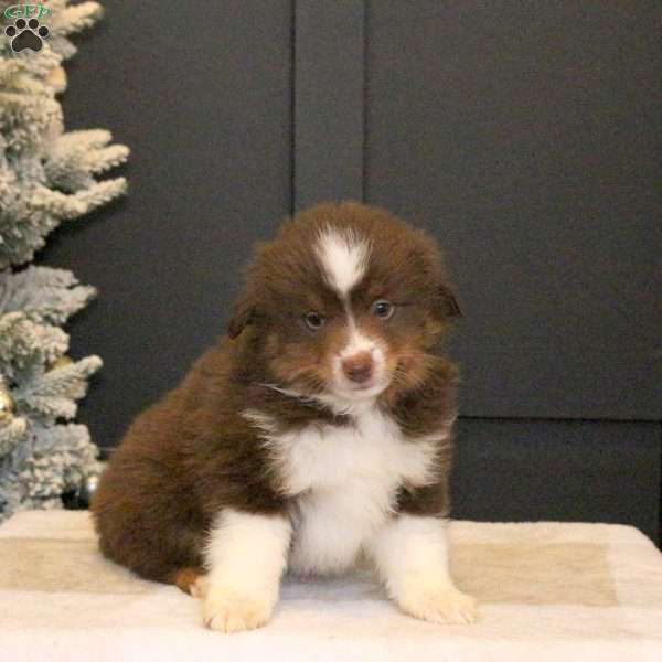 Shaggy, Miniature Australian Shepherd Puppy