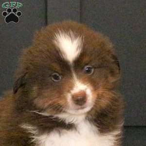 Shaggy, Miniature Australian Shepherd Puppy