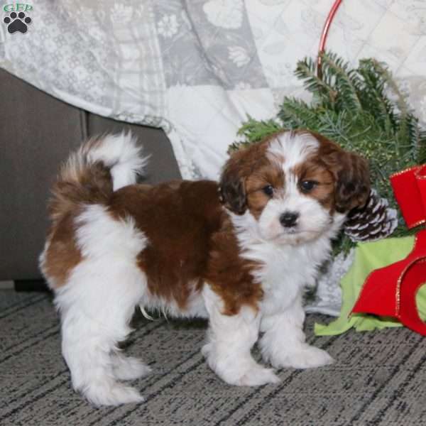 Shane, Shih-Poo Puppy