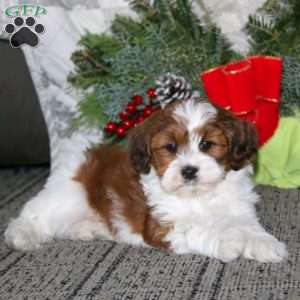 Shane, Shih-Poo Puppy