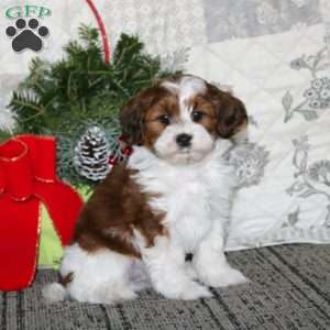 Shane, Shih-Poo Puppy