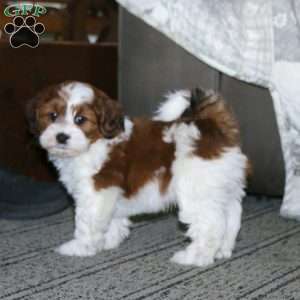 Shane, Shih-Poo Puppy