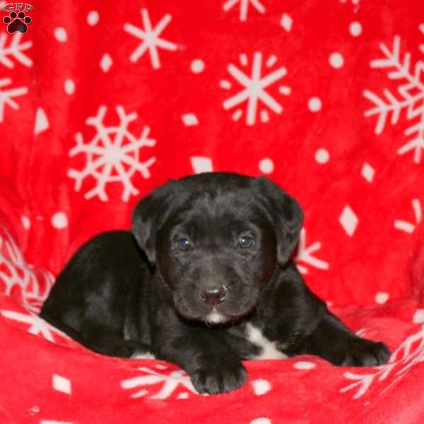 Shawn, Black Labrador Retriever Puppy