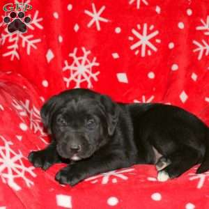 Shawn, Black Labrador Retriever Puppy