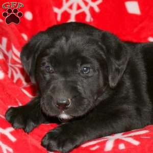 Shawn, Black Labrador Retriever Puppy