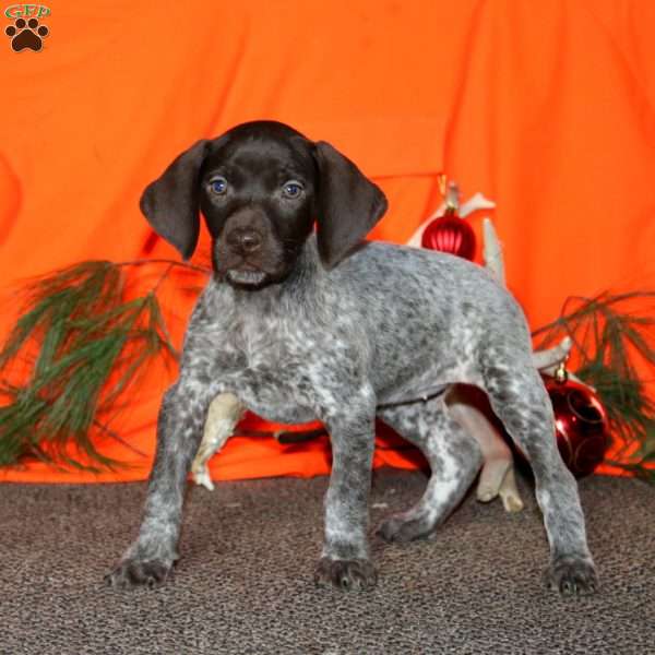 Shawnee, German Shorthaired Pointer Puppy