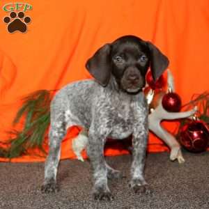 Shawnee, German Shorthaired Pointer Puppy