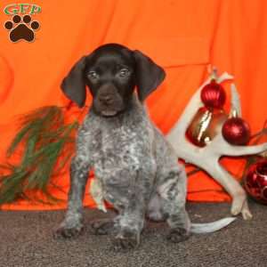 Shawnee, German Shorthaired Pointer Puppy