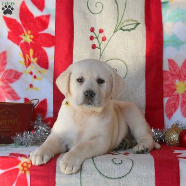 Sheila, Yellow Labrador Retriever Puppy