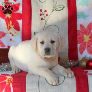 Sheila, Yellow Labrador Retriever Puppy