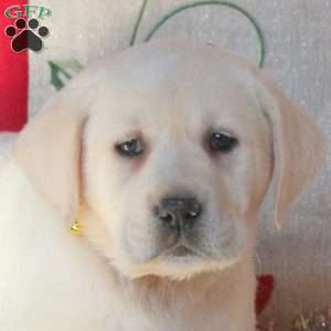 Sheila, Yellow Labrador Retriever Puppy