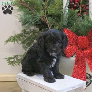 Sheldon, Cavapoo Puppy