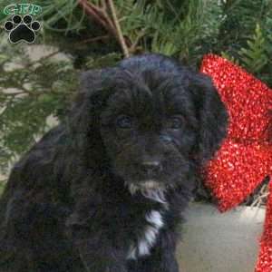 Sheldon, Cavapoo Puppy