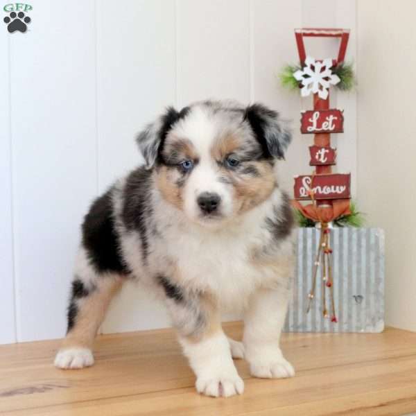 Shepherd, Australian Shepherd Puppy