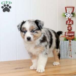 Shepherd, Australian Shepherd Puppy