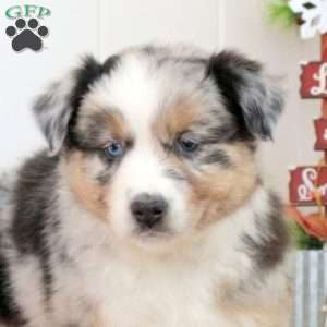 Shepherd, Australian Shepherd Puppy