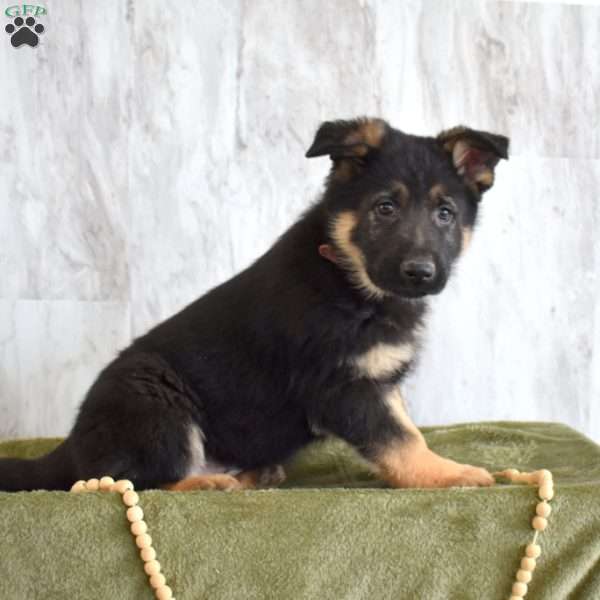 Sheriff, German Shepherd Puppy