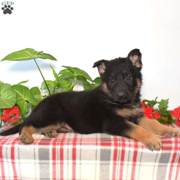 Sheriff, German Shepherd Puppy
