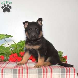 Sheriff, German Shepherd Puppy