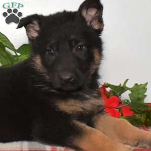 Sheriff, German Shepherd Puppy