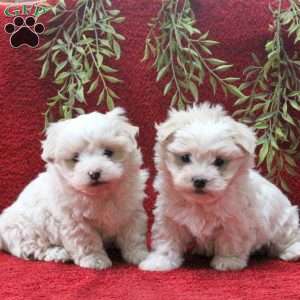 Eeyore, Teddy Bear Puppy