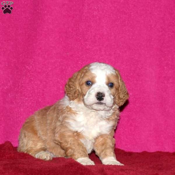 Shimmer, Mini Bernedoodle Puppy