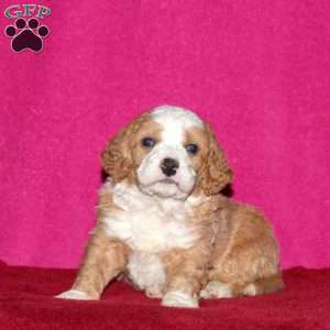 Shimmer, Mini Bernedoodle Puppy