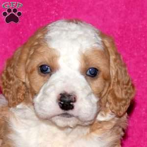 Shimmer, Mini Bernedoodle Puppy