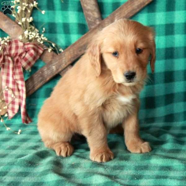 Shirley, Golden Retriever Puppy