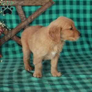 Shirley, Golden Retriever Puppy