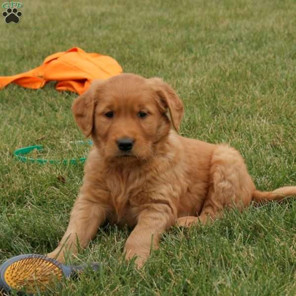 Sidney, Golden Retriever Puppy