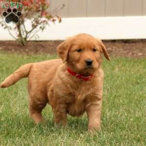 Sidney, Golden Retriever Puppy