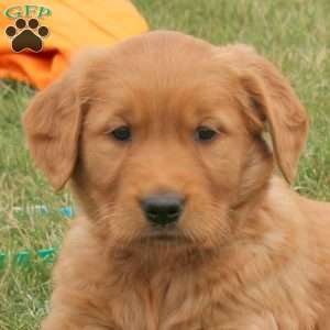 Sidney, Golden Retriever Puppy