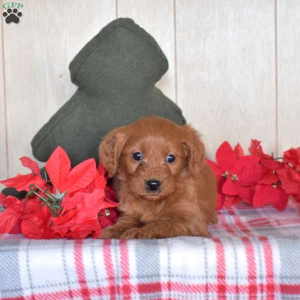 Sierra, Mini Goldendoodle Puppy