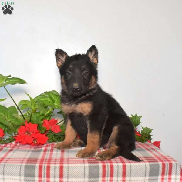 Sierra, German Shepherd Puppy