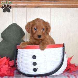 Sierra, Mini Goldendoodle Puppy