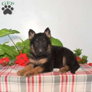 Sierra, German Shepherd Puppy