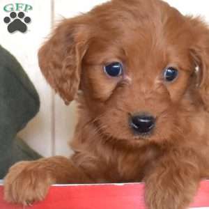 Sierra, Mini Goldendoodle Puppy