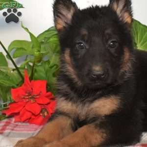 Sierra, German Shepherd Puppy