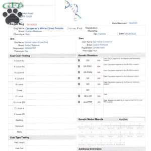 Tulip, Golden Retriever Puppy