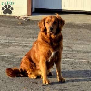 Tulip, Golden Retriever Puppy