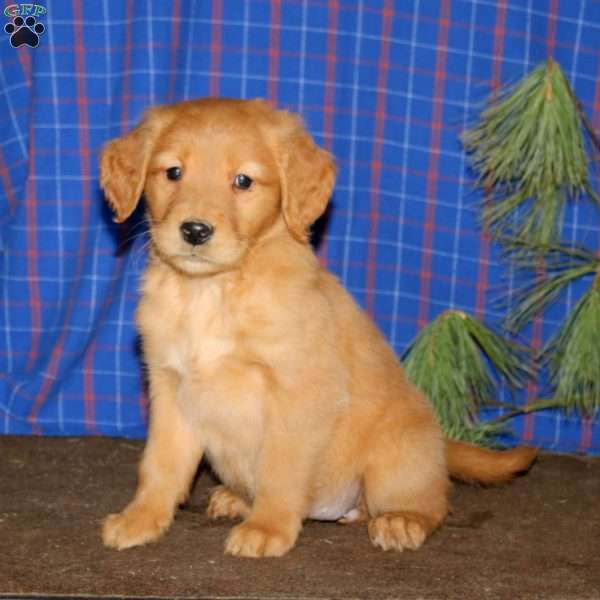 Sierra, Golden Retriever Puppy