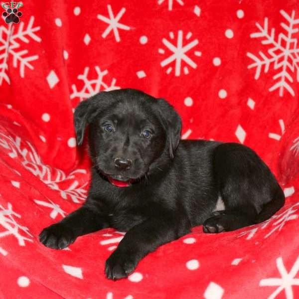 Silas, Black Labrador Retriever Puppy