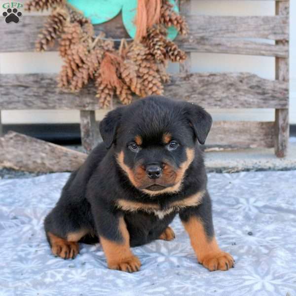 Silas, Rottweiler Puppy