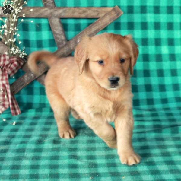 Silas, Golden Retriever Puppy