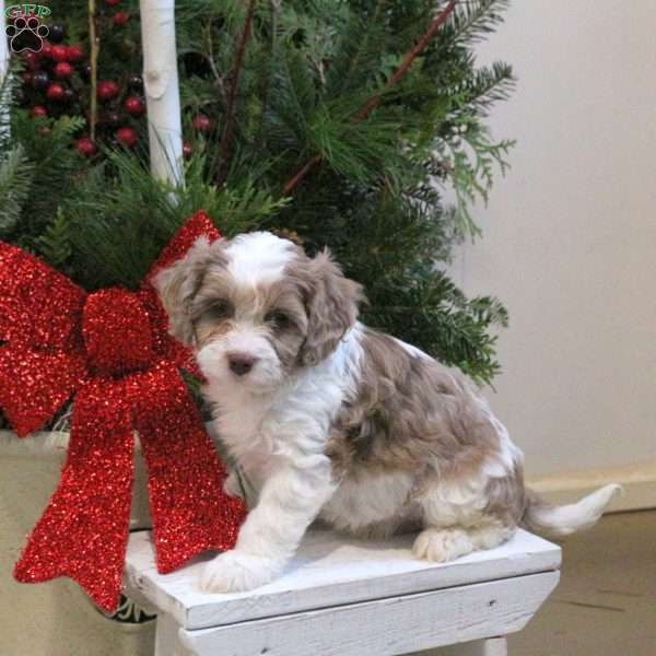 Silas, Cavapoo Puppy